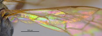 Media type: image;   Entomology 25908 Aspect: Wing hind